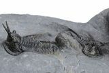 Devil Horned Cyphaspis Walteri Trilobite Cluster #226075-3
